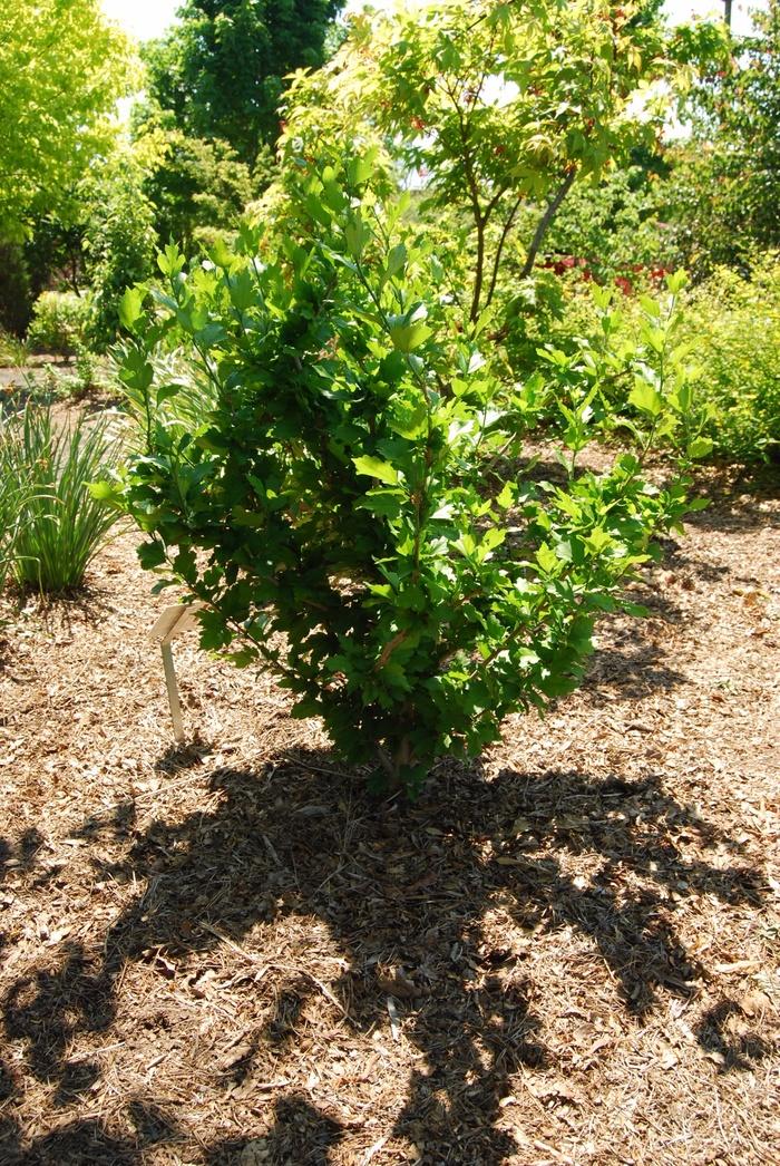 Hibiscus syriacus Violet Satin&reg;