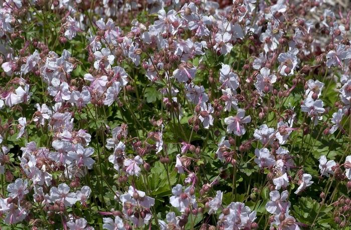 Hibiscus syriacus Morning Star