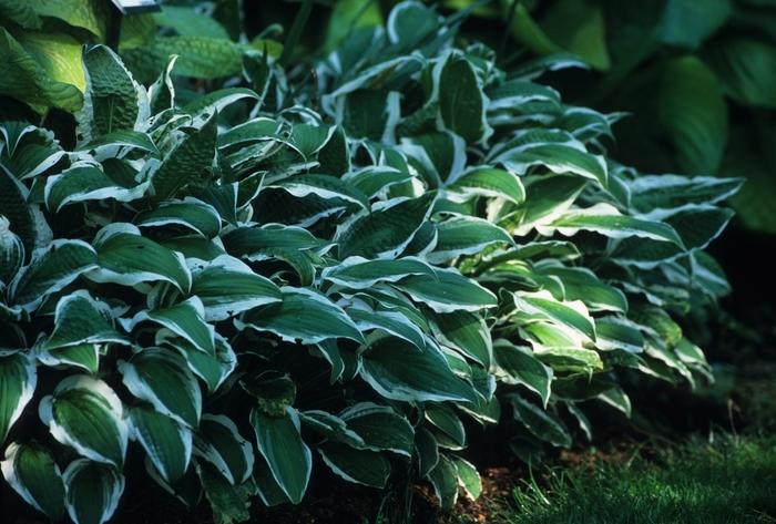 Hosta Ginko Craig