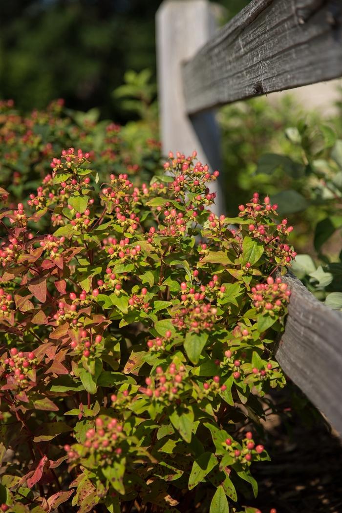 Hydrangea macrophylla BloomStruck&reg;