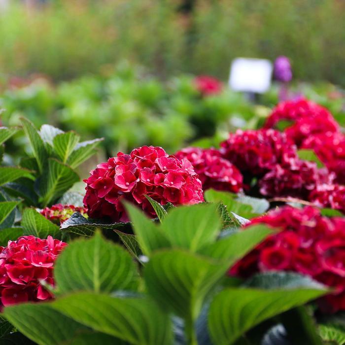 Hydrangea Macrophylla Cherry-go-round&trade;