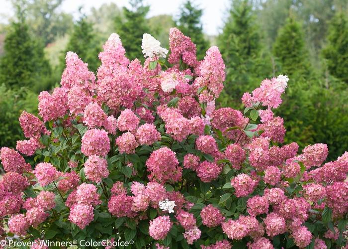 Hydrangea paniculata Fire Light&reg;