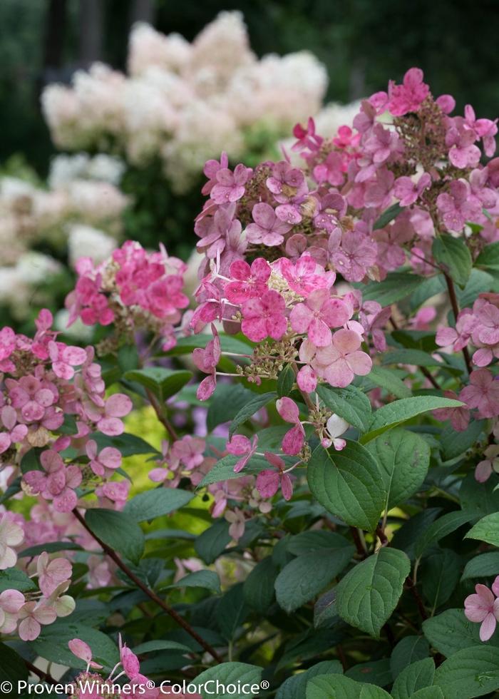Hydrangea paniculata Little Quick Fire&reg;