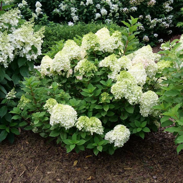Hydrangea paniculata Little Lime Punch&trade;