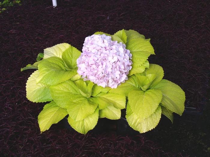 Hydrangea macrophylla Lemon Daddy