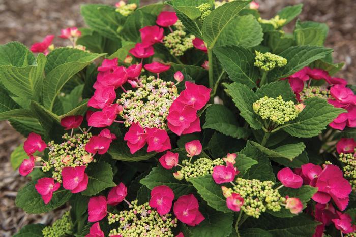 Hydrangea macrophylla Cherry Explosion&trade;