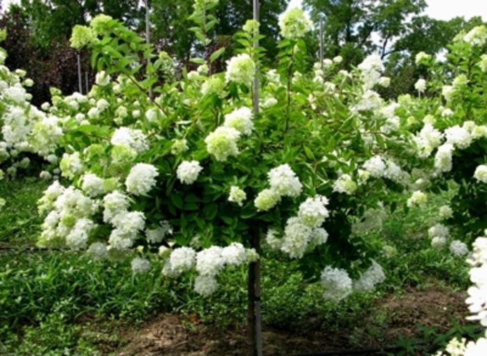 Hydrangea paniculata Grandiflora