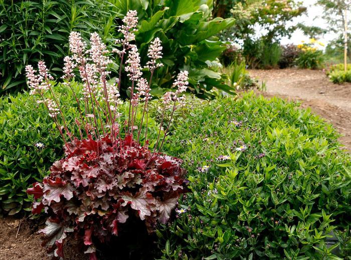 Hydrangea quercifolia Munchkin