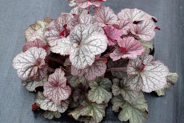 Hydrangea quercifolia Ruby Slippers