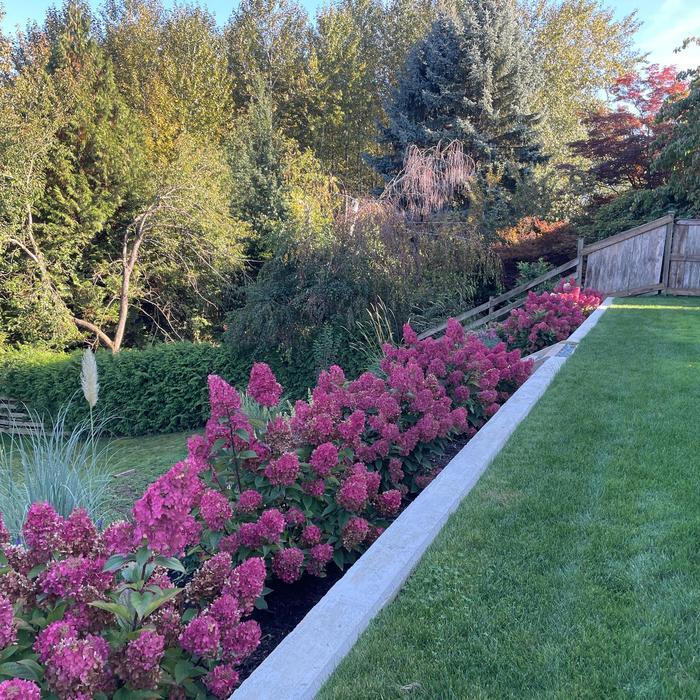 Hydrangea paniculata Bouncy&trade;