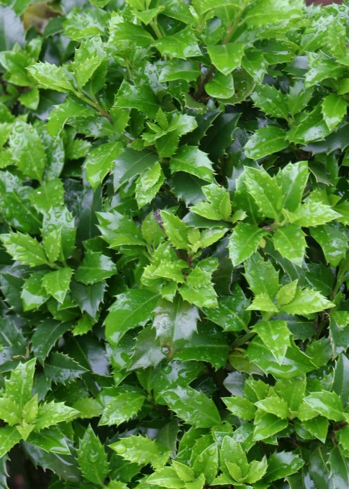 Hydrangea macrophylla Endless Summer 'BloomStruck®' - Bigleaf Hydrangea from Grower Website Two