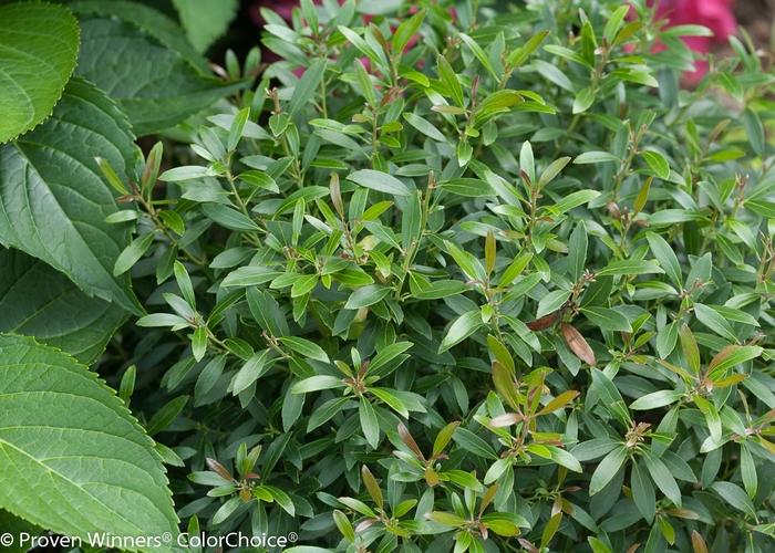 Ilex glabra Gem Box&reg;
