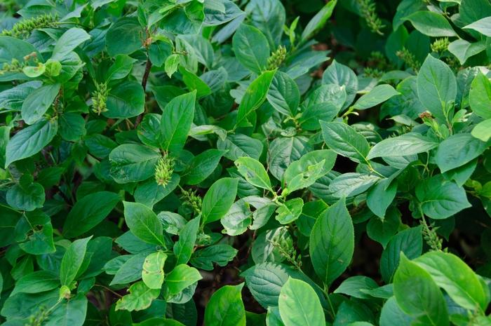 Itea virginica Little Henry&reg;