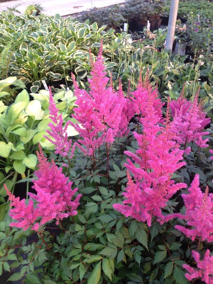 Astilbe chinensis Maggie Daley