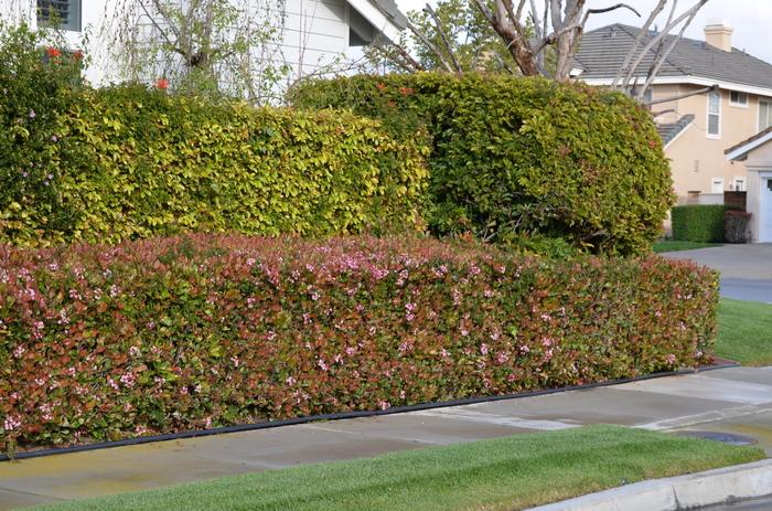 Abelia 'Edward Goucher' - Image 2