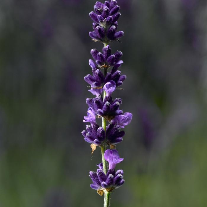 Lavandula angustifolia Hidcote