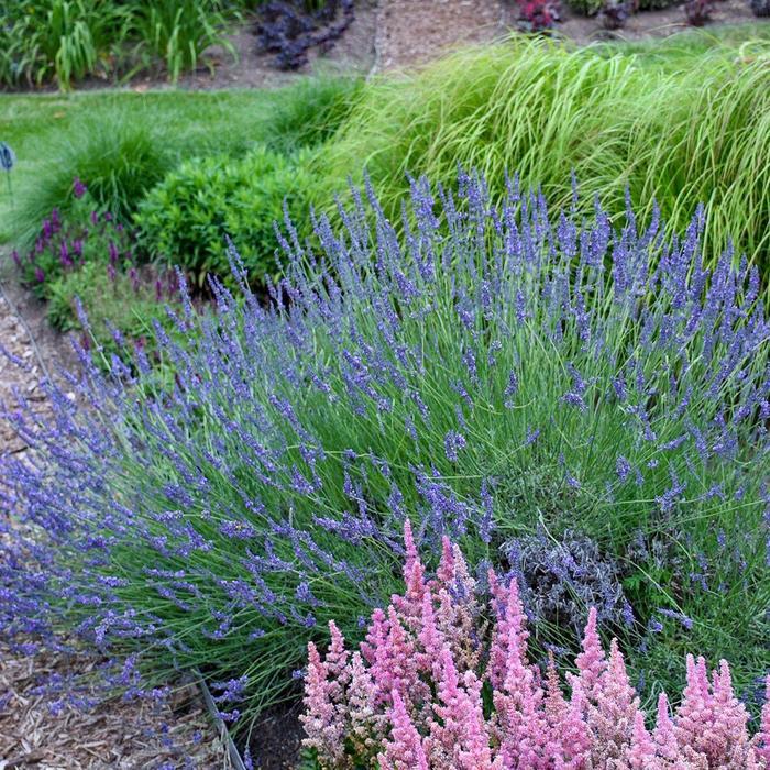 Lavandula x intermedia Phenomenal&reg;