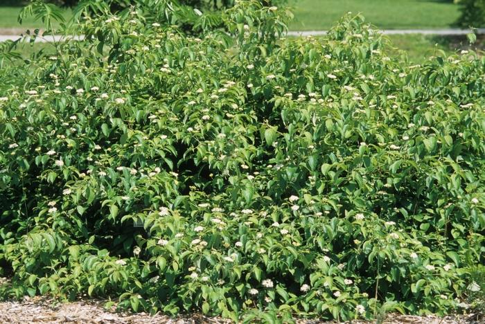 Liquidambar styraciflua 