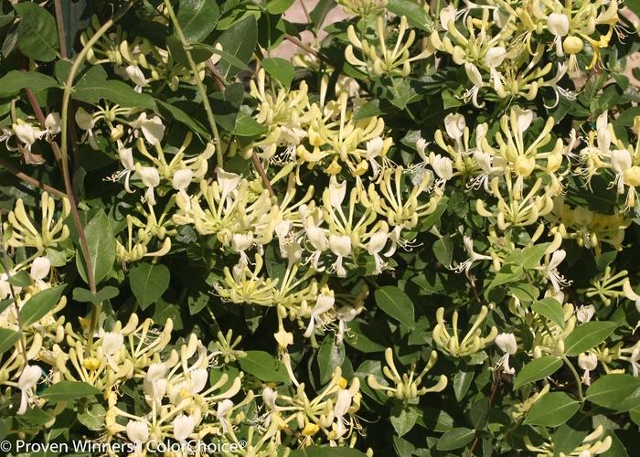 Lonicera periclymenum Scentsation