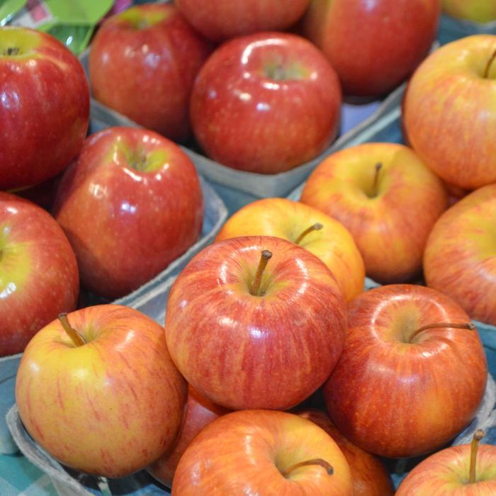 Malus domestica Pink Lady&reg;