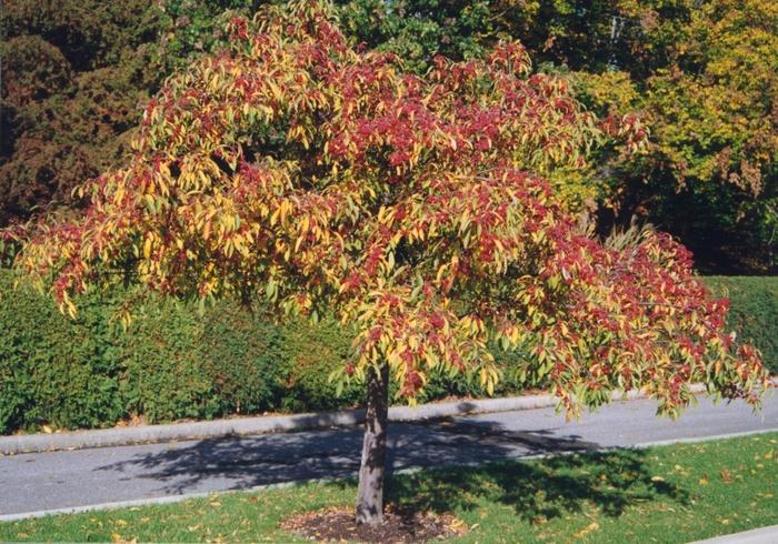 Malus Sugar Tyme&trade;