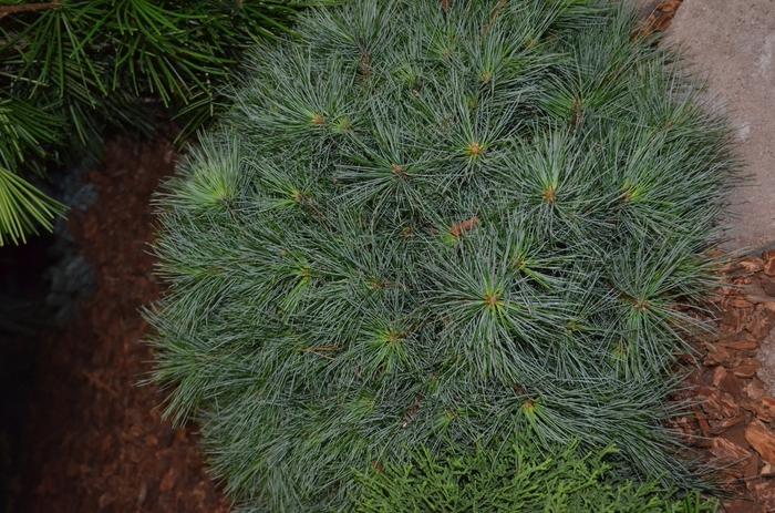 Malus Triumph&trade;