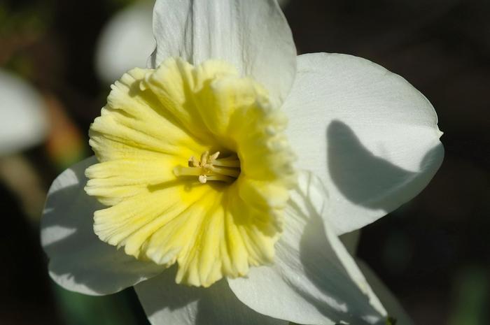 Narcissus Ice Follies