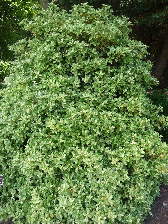 Osmanthus heterophyllus Goshiki