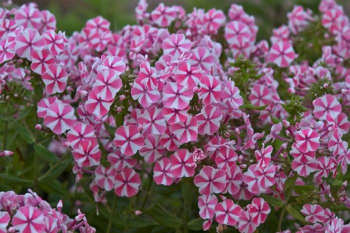 Phlox paniculata Peppermint Twist