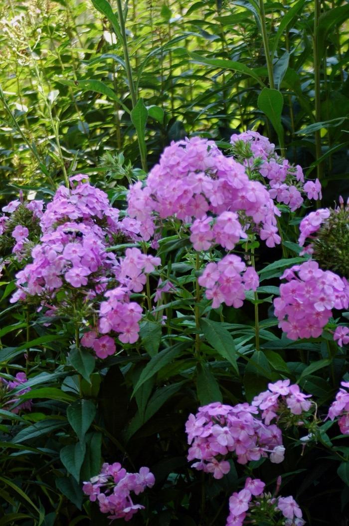 Phlox paniculata David's Lavender