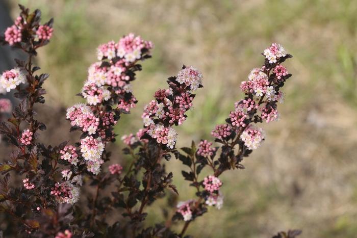 Phlox subulata Crimson Beauty
