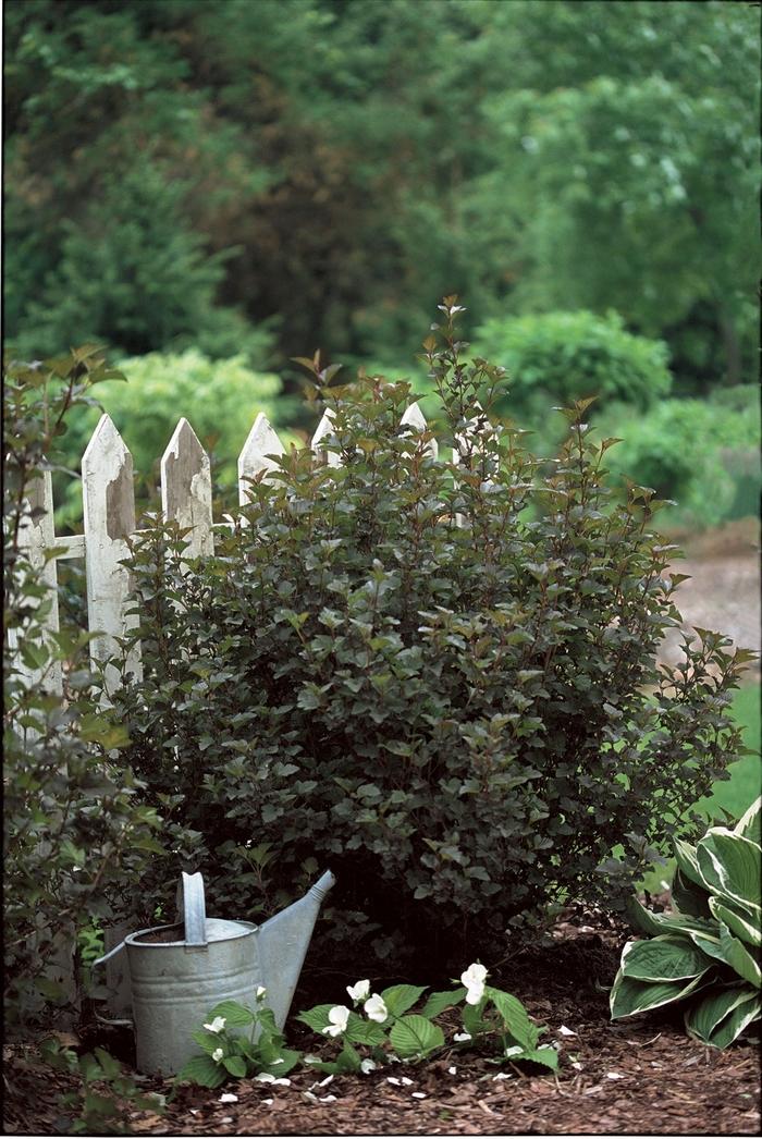 Phlox subulata Purple Beauty