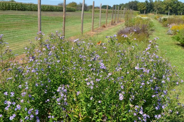 Astilbe simplicifolia Hennie Graafland