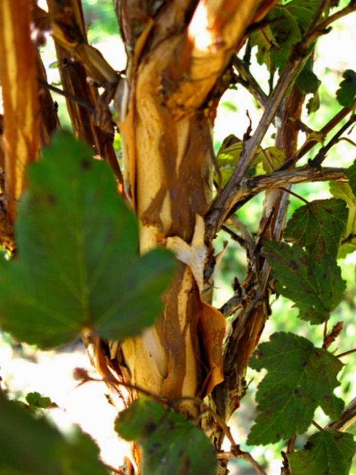 Physocarpus opulifolius Center Glow