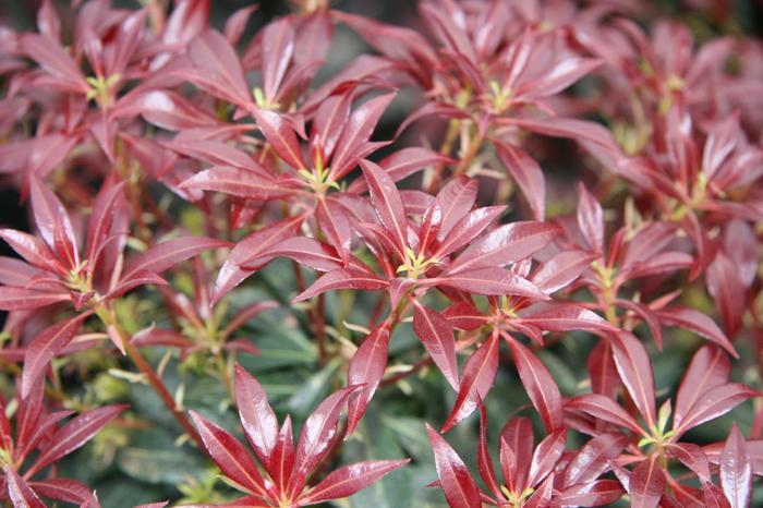 Pieris japonica Katsura