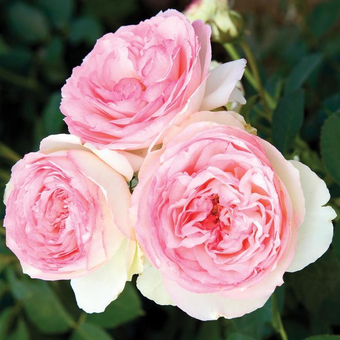 Platycodon grandiflorus Astra Blue