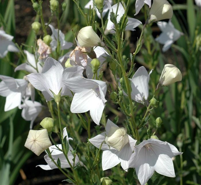 Platycodon grandiflorus Fuji White