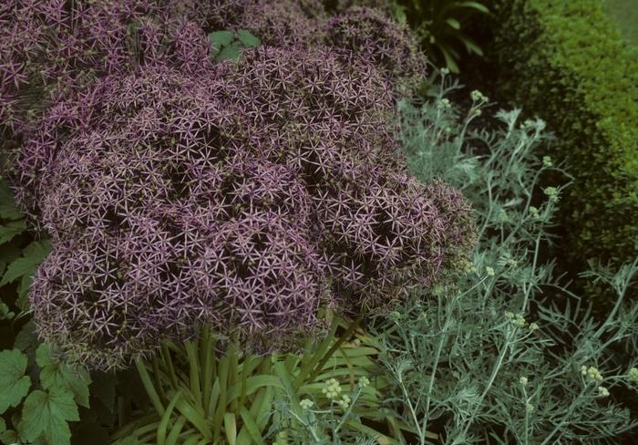 Prunus cerasifera Thundercloud