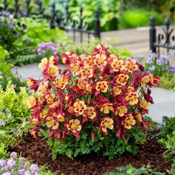 Prunus persica Elberta