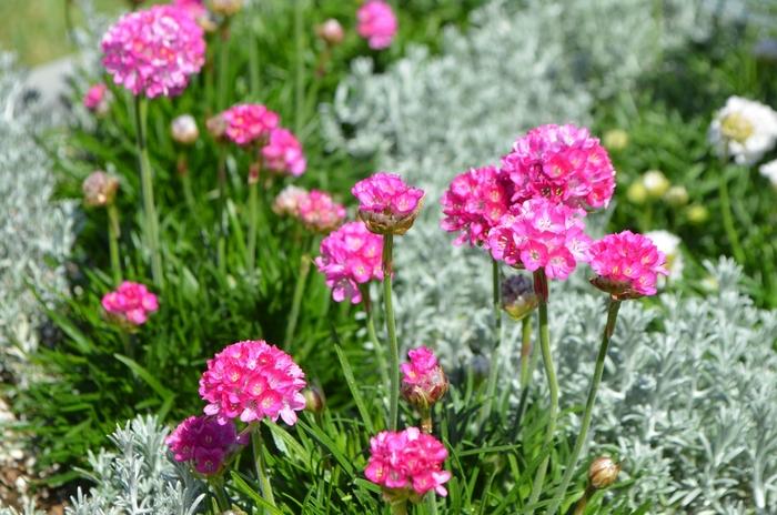 Prunus serrulata Kwanzan