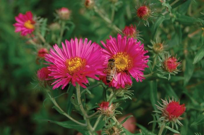 Prunus salicina Santa Rosa