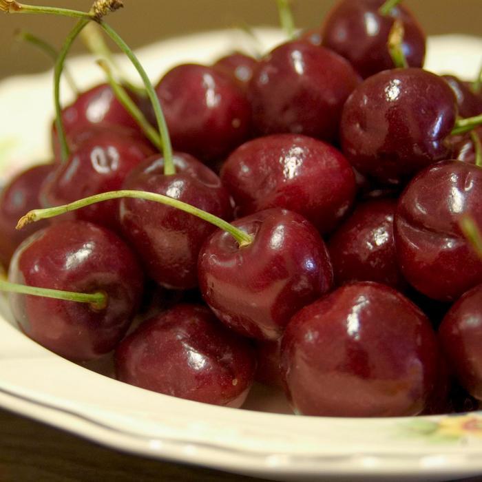 Prunus avium Bing