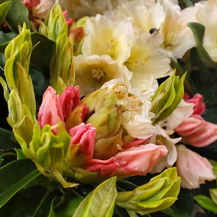 Rhododendron Golden Torch