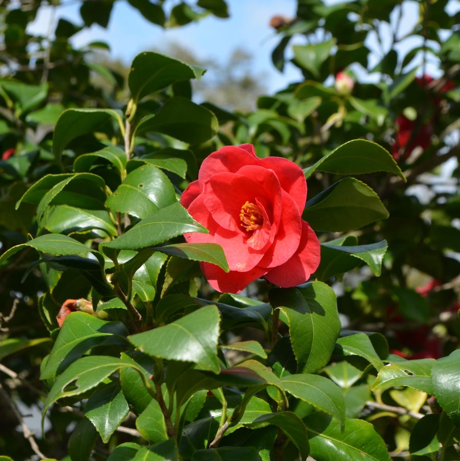 Camellia japonica 'Greensboro Red' - Camellia from Grower Website Two