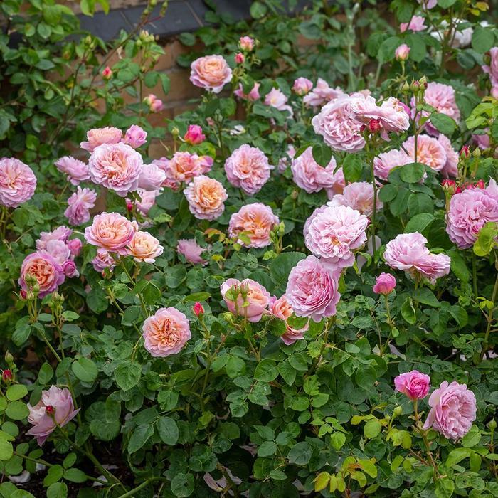 Rosa Eustacia Vye&trade;