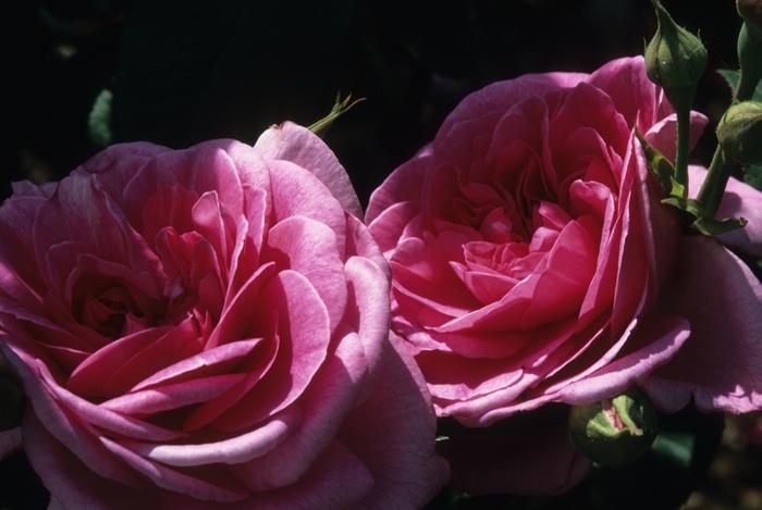Rosa Gertrude Jekyll