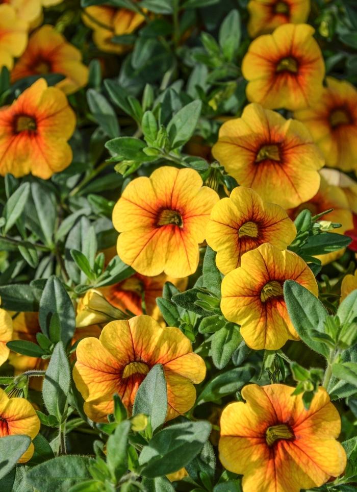 Rosa Lady of Shalott