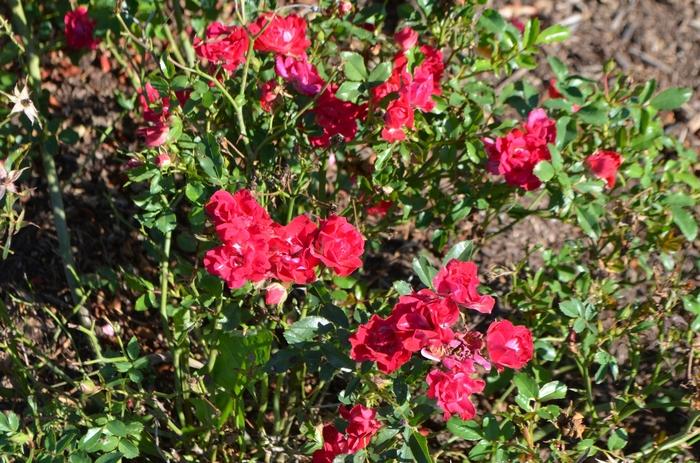 Rosa Red Drift&reg;