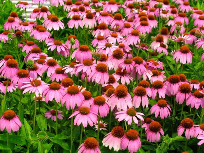 Rubus idaeus Caroline