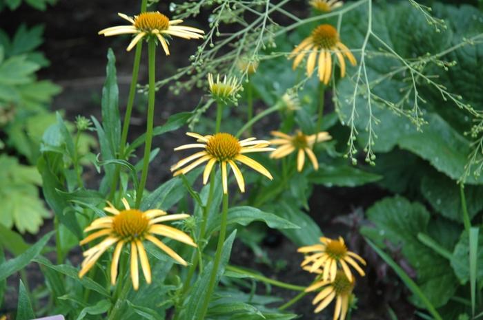 Salix integra Hakuro-Nishiki